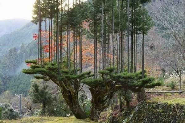 Bu gördüğünüz oldukça eski, 14. Yüzyıldan kalma bir Japon ağaç budama yöntemi. Bu sayede ağaç kesmeye gerek kalmadan kereste elde edilebiliyor ve 