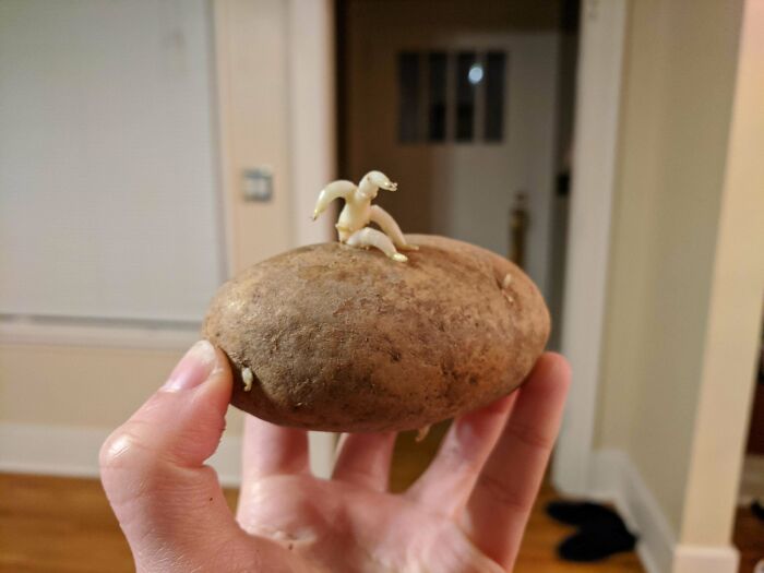 Bu patatesin üzerinde minik bir adam var!