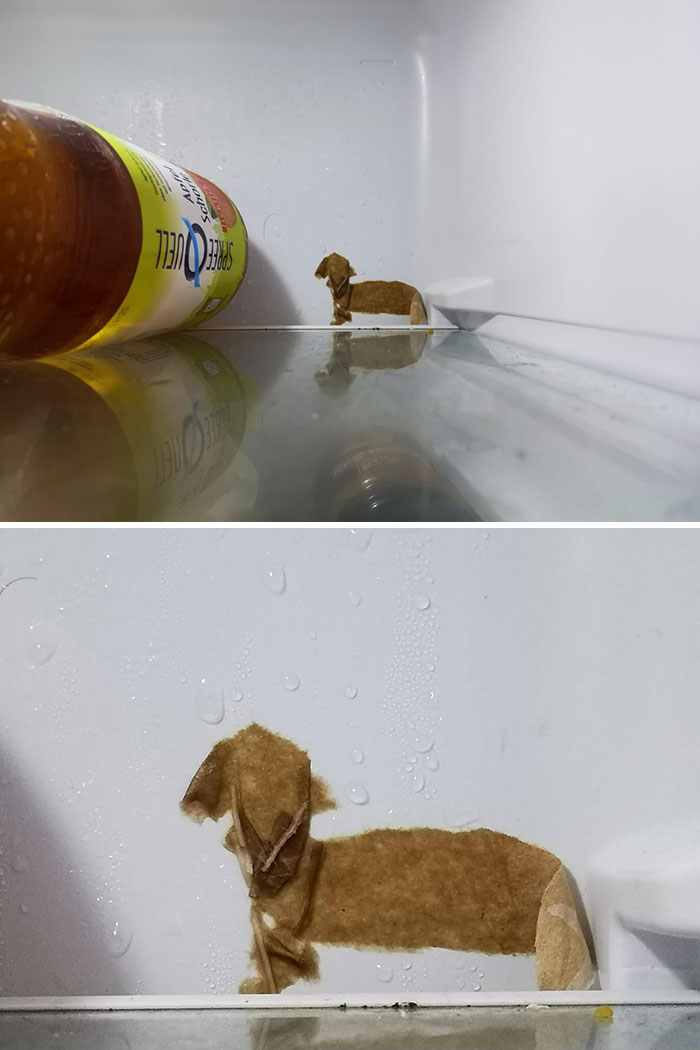 Hayır, bu bir sosis köpek değil. Bu sadece birinin buzdolabının arkasındaki donmuş bir kağıt parçası!