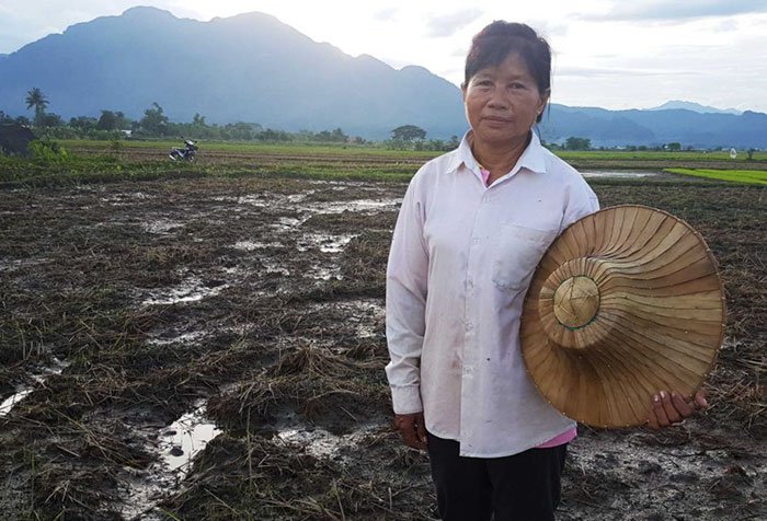 Tayland'da mağarada mahsur kalan çocukları kurtarırken pirinç tarlası sular altında kalan kadın: