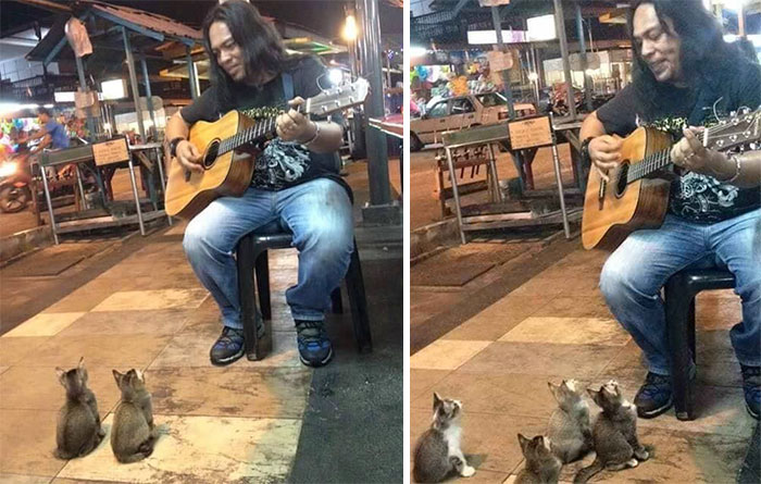 Kedilere konser veren sokak müzisyeni