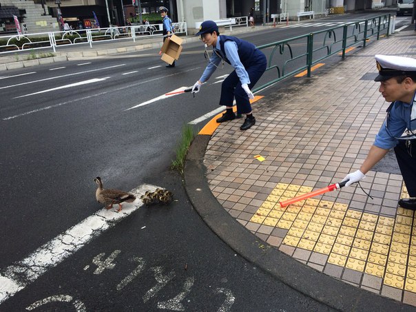 Hayvansever Japon Polisleri