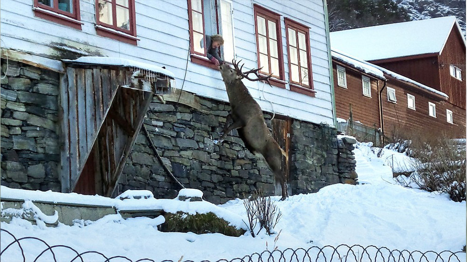 Yoğun kar yağışından sonra aç kalan hayvanlara gösterilen ilgi