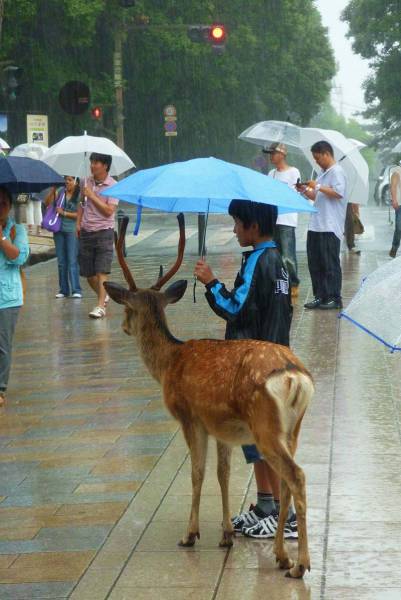 Yağmurda Şemsiye Paylaşımı