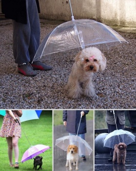Köpek şemsiyesi