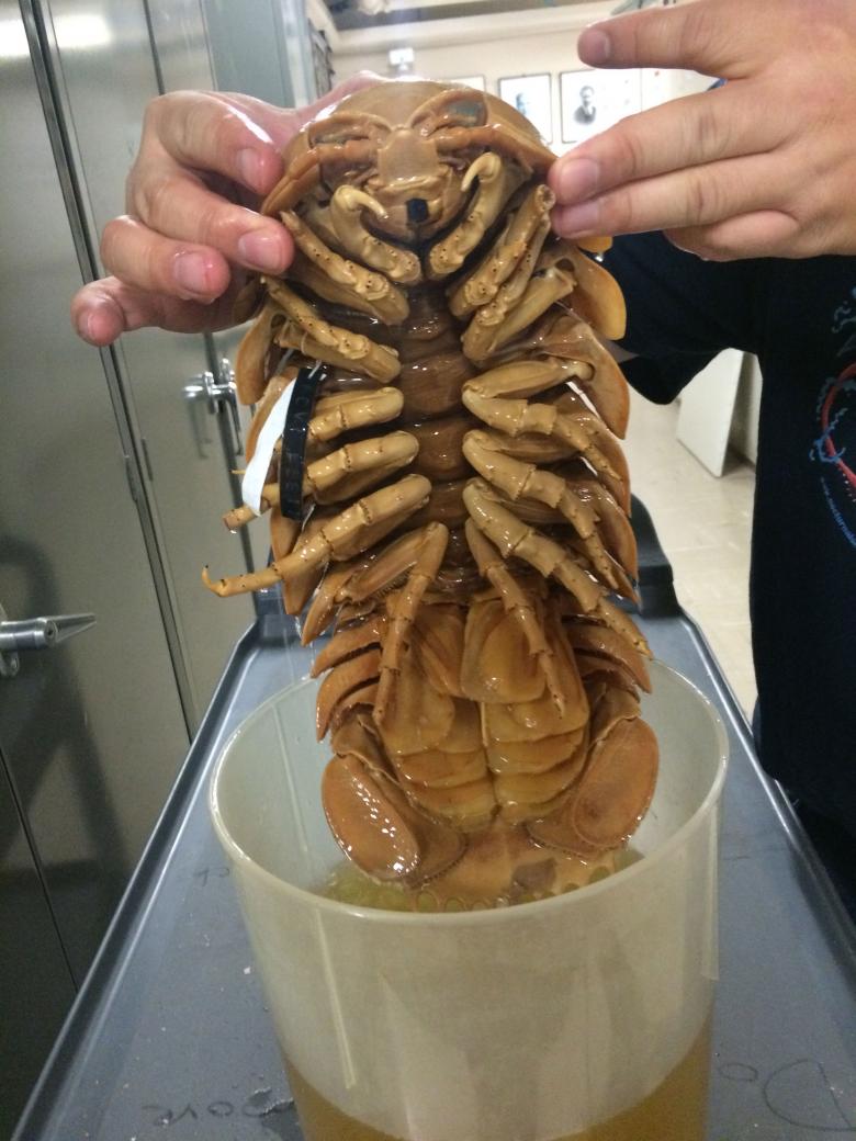 5. Giant Isopod