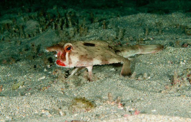 1. Red Lipped Bat Fish