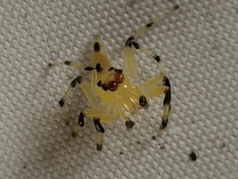 Şeffaf sayılabilecek sarı örümcek