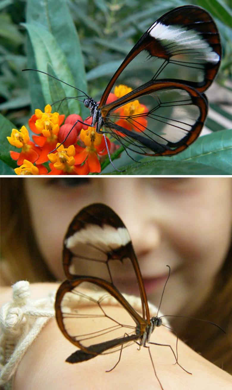Şeffaf kelebek türü