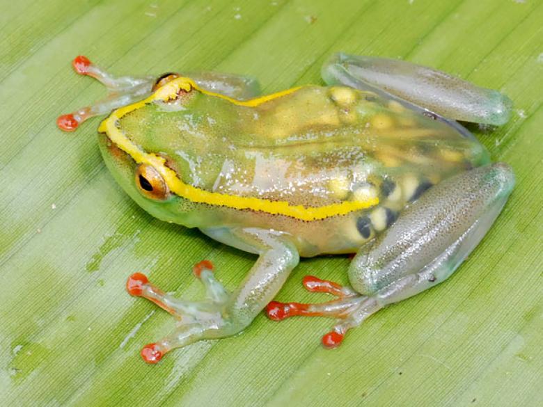 Hyperolius Leucotaenius olarak adlandırılan kurbağa türü