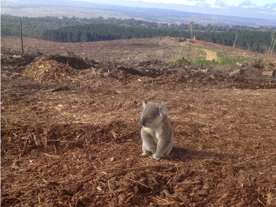 2. Ağaç kesimi sebebiyle evsiz kalan bir koala