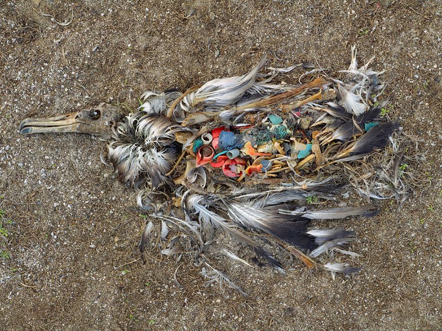 3. Çevreye atılmış plastikleri yem zannedip yiyerek ölen bir albatros