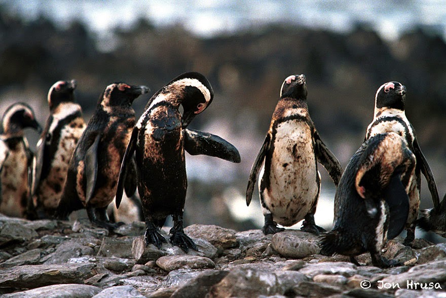 6. Fabrika atıkları sebebiyle kimyasallar içinde yüzen penguenler