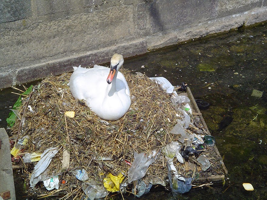7. Göle atılmış plastik parçalarını alıp yuva yapan olan bir kuğu