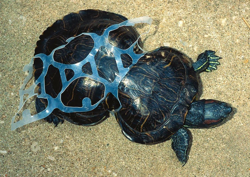 9. Plastik bir malzemeye takılmış ve bedeni deforme olan kaplumbağa