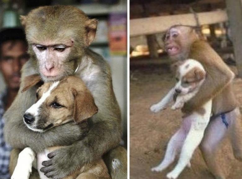 2. Bu tatlı maymun kendi hayatını hiçe sayıp, yangından bir yavru köpeği kurtarıyor..