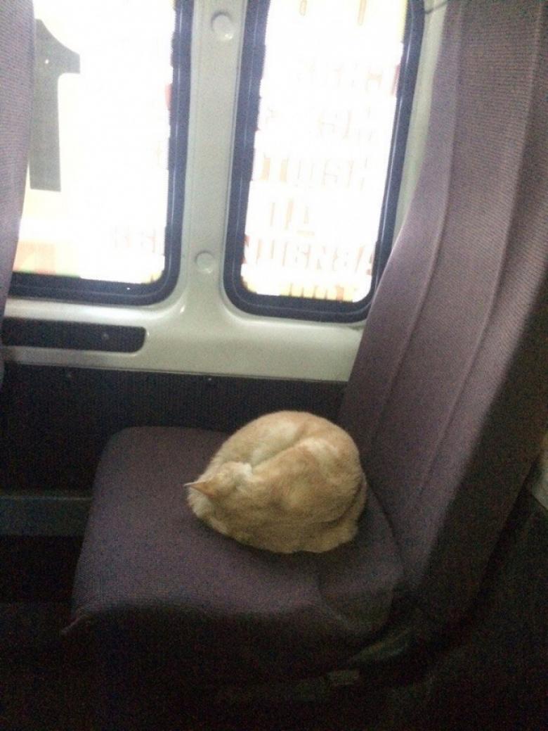 7. Otobüsün şoförü, dışarıda soğukta kalan kedinin üşememesi için otobüste uyumasına izin verdi.