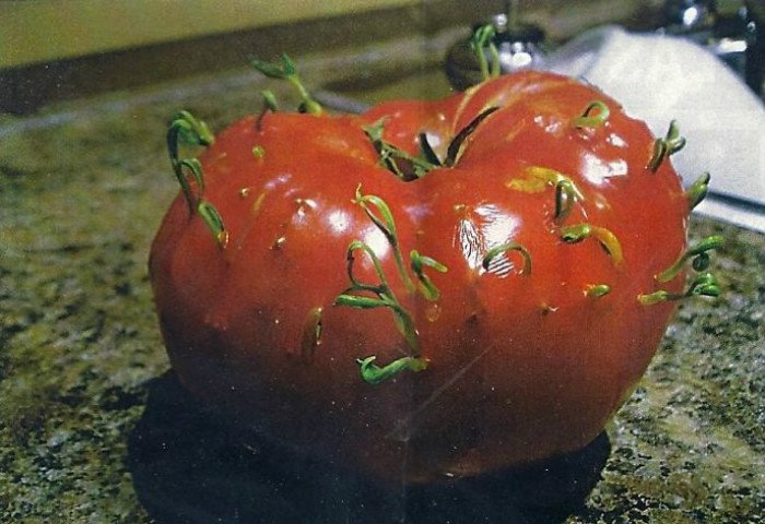10. Gördüğünüz anda insanın içini kımıl kımıl eden bu domates