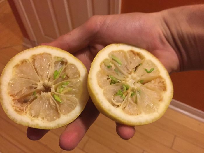 13. İçinde filizlenmeler olan bu şaşkınlık verici limon