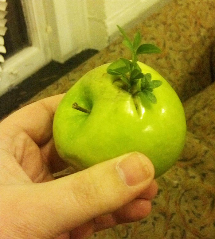 16. Yaşama yenip veda etmek yerine bir elma ağacı olarak devam etmek istemiş bu yeşil elma