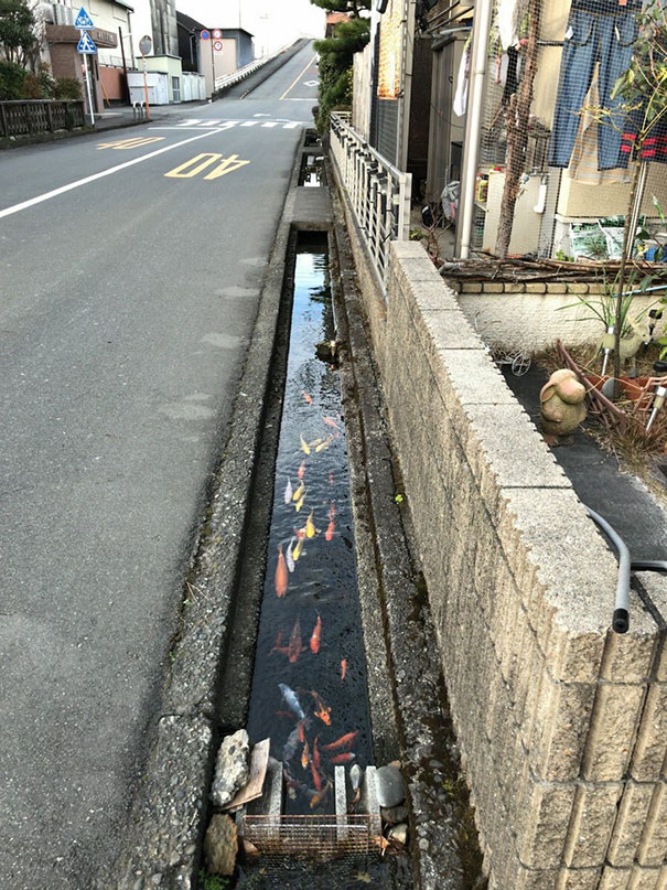Koi balıkları, Japonya'daki akıtma kanallarında bile yaşayabiliyor.