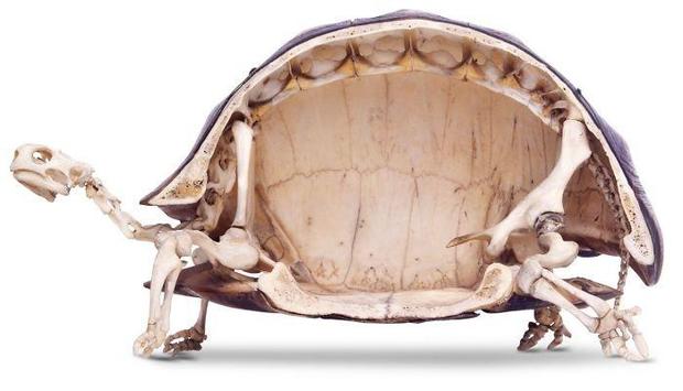 7. Kaplumbağaların enteresan kemik yapısı