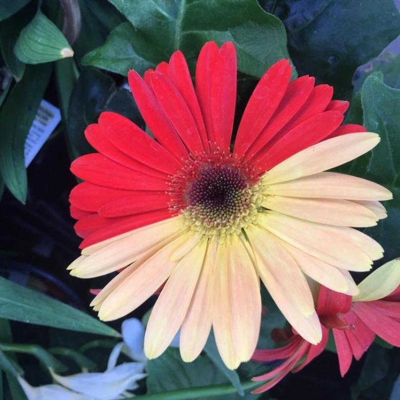 10. Simetrik olarak iki renkli olan çiçek