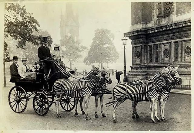 Yıl 1894 - Lionel Walter Rothschild'in zebra arabası.
