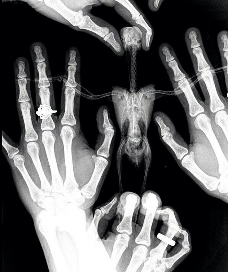 3. Bir kuşun röntgen görüntüsü...
