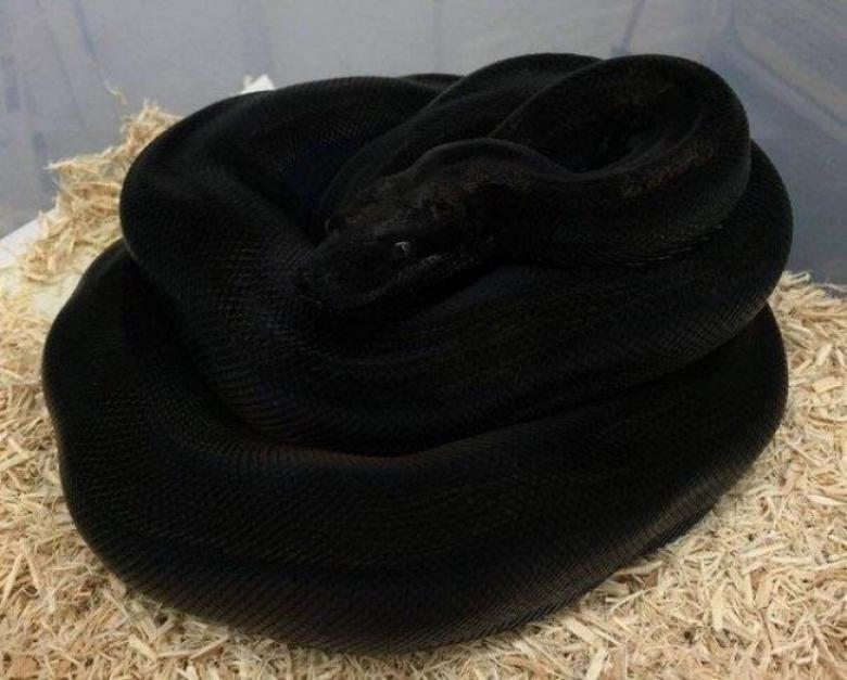 9. Bu siyah yılan nasıl müthiş değil mi?