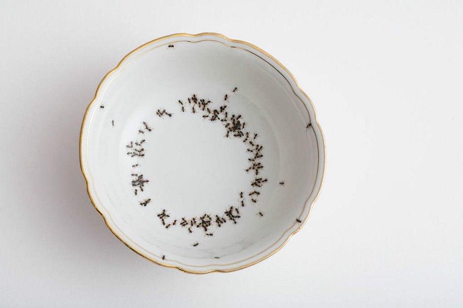 6. Bir tabağın üzerine neden karınca sürüsü tasarımı yapılır ki?