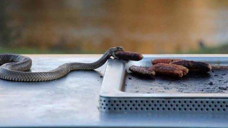 Kimseyi öldürmeyeceğine yemin etmiş yılan