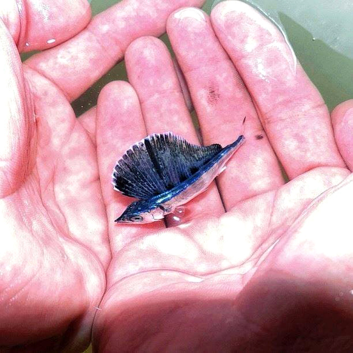 16. Minik bir mavi yelken balığı.