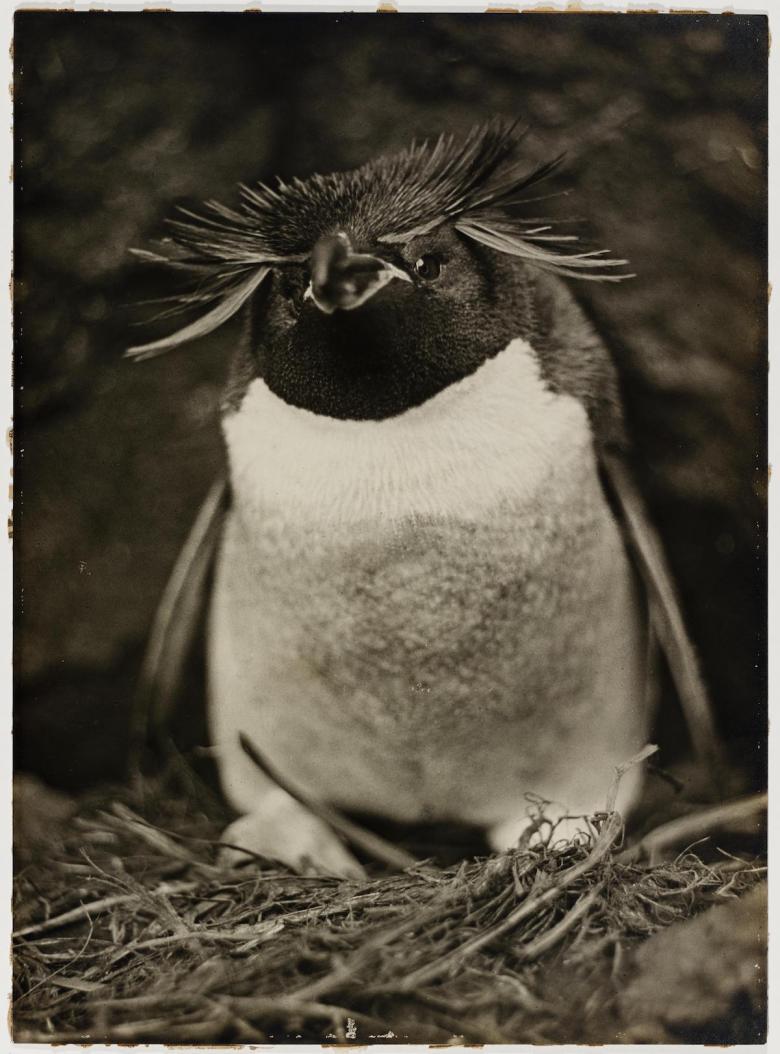 15. Sclater penguen