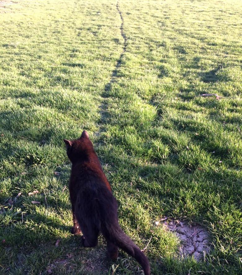 4. Kedinin her gün çimlerin üzerinden geçtiği yol belirgin bir hale gelmiş...