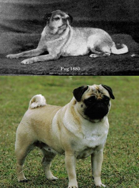 Pug cinsi köpeğin 1880 'den bu yana değişimini gösteren fotoğraf