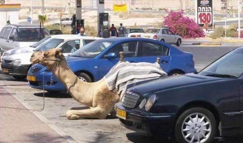 4. Bu tatlı deve arabaların yanına uslu uslu park etmiş gibi duruyor....