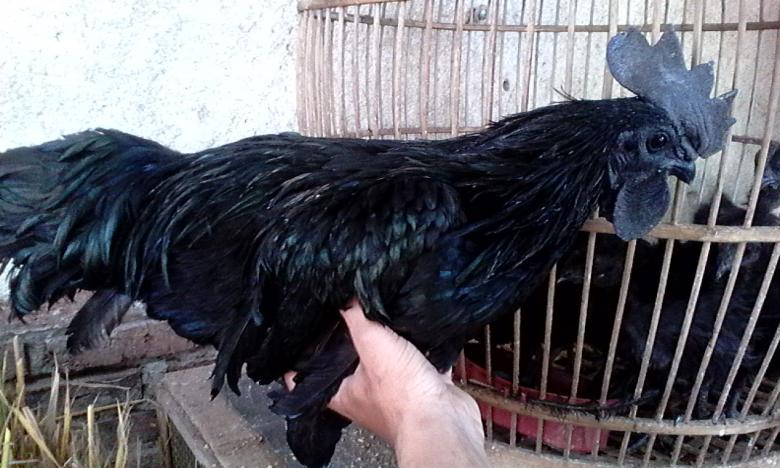 Ayam Cemani isimli tavuk ırkı, Endonezya kökenlidir.