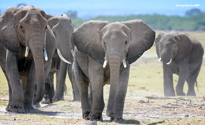 3. 32 Afrika ülkesi Avrupa'ya fildişi satışını yasaklanıyor