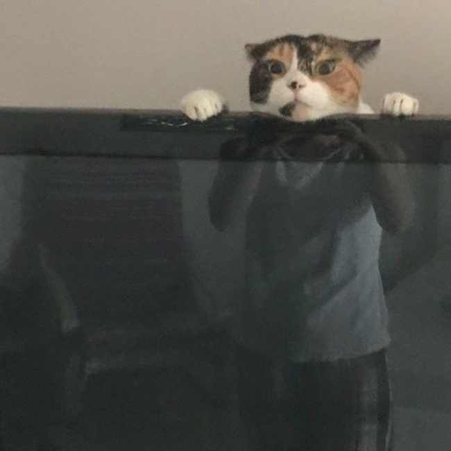 3. Televizyonun arkasındaki kedi