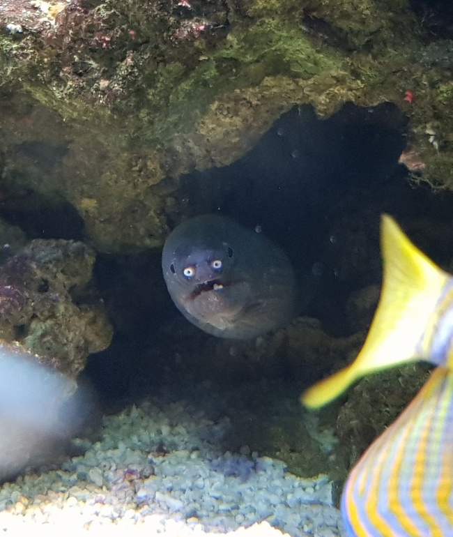 Şaşkın yılan balığı