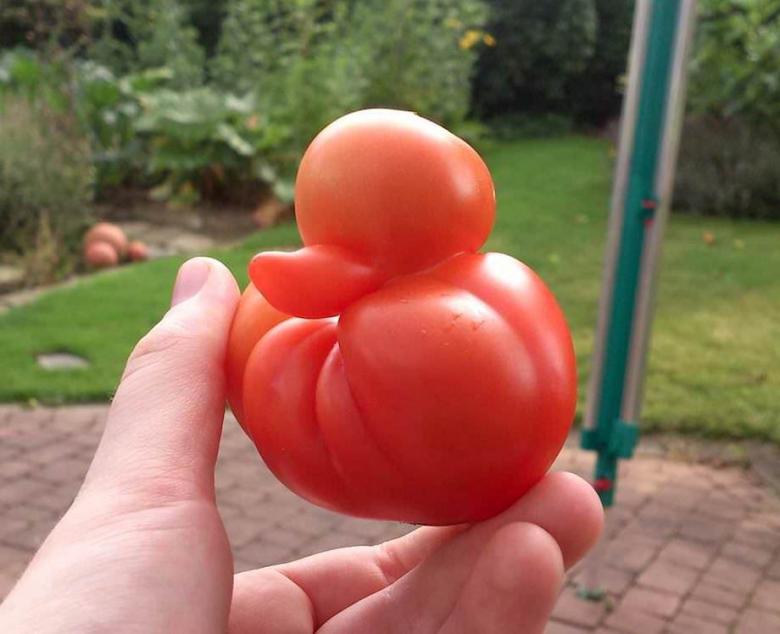 8. Ördek şekilli domates!