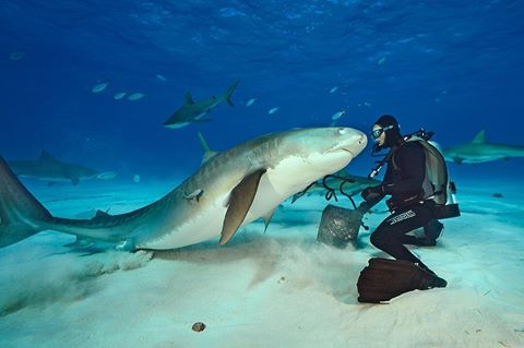 Bu dalgıç, Kuzey Bahamalar'ın yakınında bir kaplan köpekbalığı ile yüz yüze geliyor