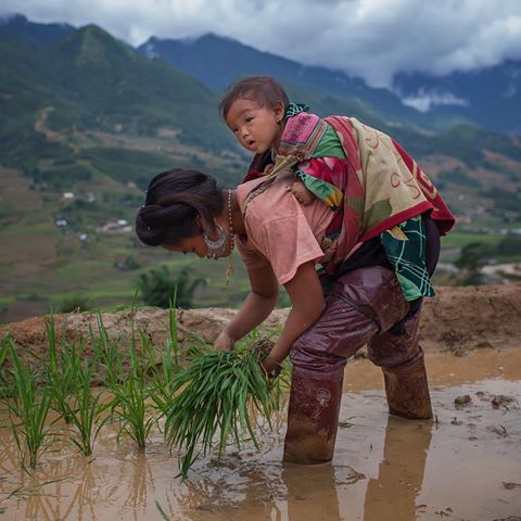Vietnamlı bir anne, sırtına aldığı çocuğu ile pirinç tarlasında çalışıyor