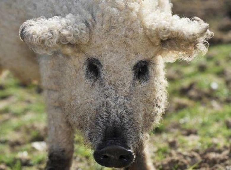 Macaristan'ta koyuna benzemeye çalışan bir domuz...