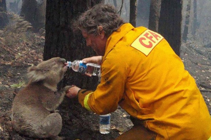 2009 Bir İtfaiyeci 2009 yılında Avustralya’da çıkan Siyah Cumartesi yangınlarında kurtarılan bir koalaya su verirken