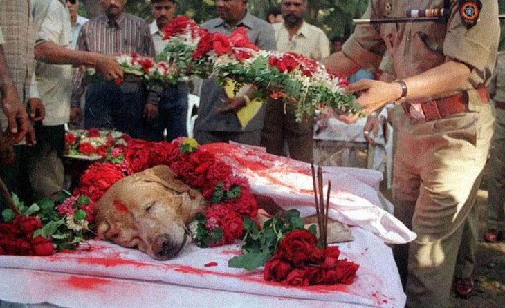 Binlerce masumun hayatını kurtaran Zanjeer isimli bomba köpeği öldükten sonra tam anlamıyla bir devlet töreniyle son yolculuğuna uğurlanıyor..