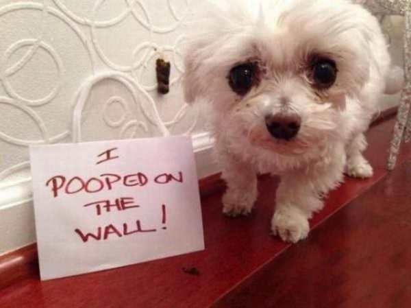 Köpek kaksını duvara yapmış. Köpek duvara karşı. Ulan nasıl becerdin onu?!