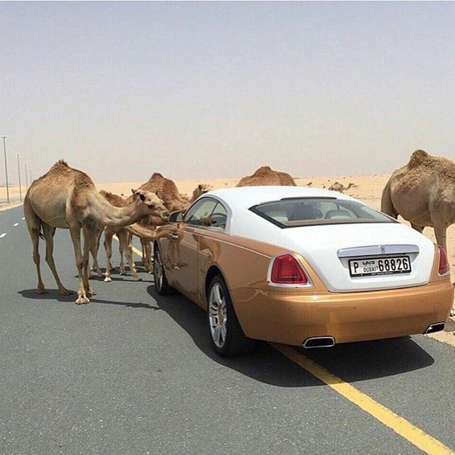 Dubai yollarında her an develer karşınıza çıkabilir.