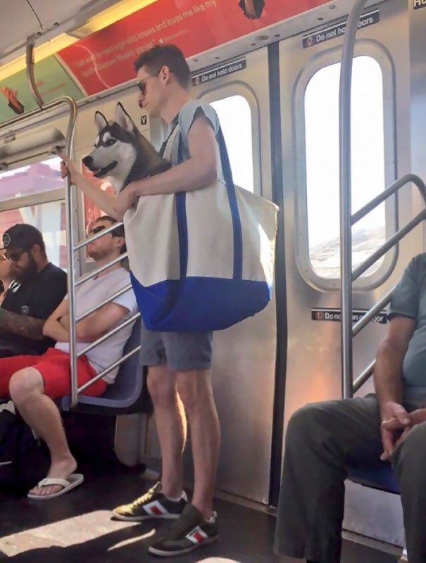 8. New York metrosunda köpecikleri taşımanın tek yolu bu!